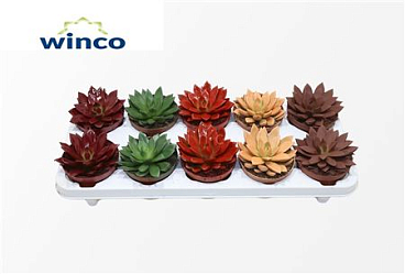 Echeveria Paint Red