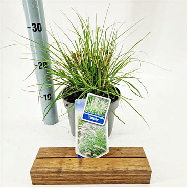 Pennisetum Alopecuroides Hameln.