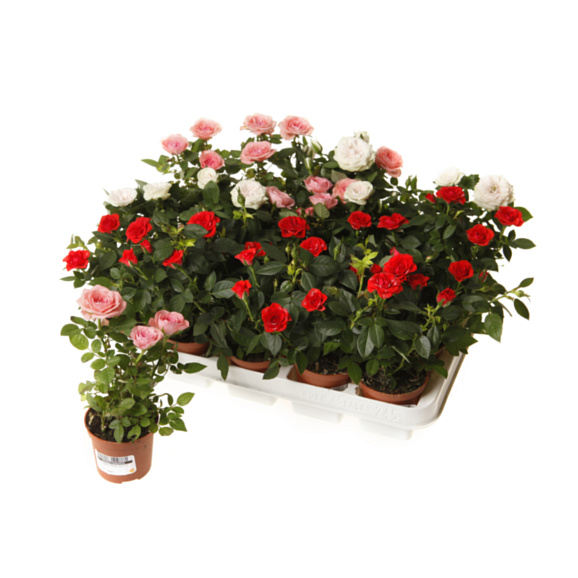 Роза миниатюрная Микс