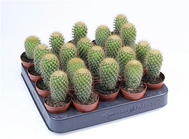 Mammilaria Pringley