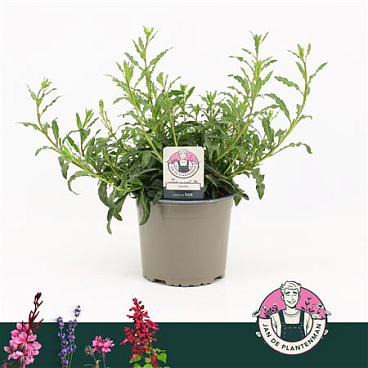 Gaura Lindheimeri White Gaudi