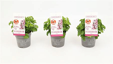 Pelargonium Nova Anti-mosquito