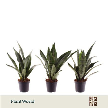Sansevieria Black Coral (decorum)