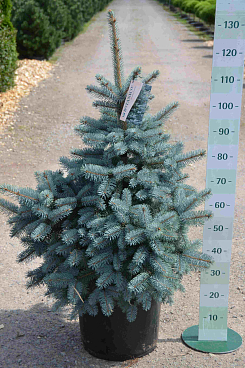 Ель колючая Ольденбург