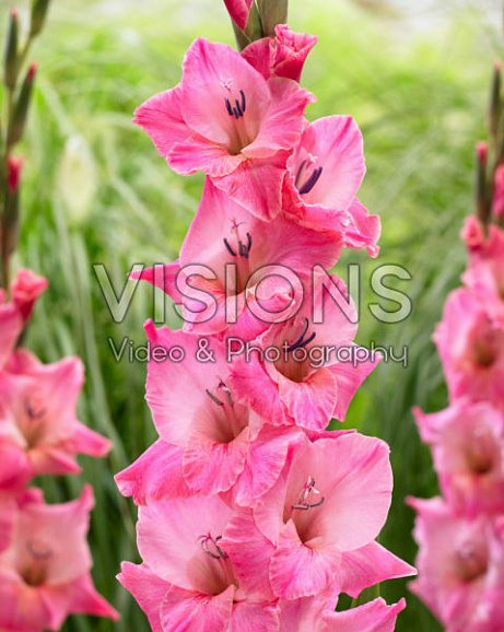 Гладиолус крупноцветковый Барток