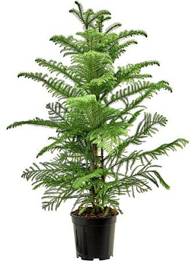 Araucaria Heterophylla