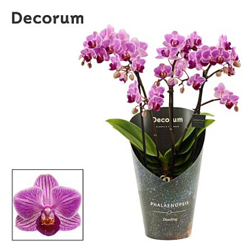Phal Dazzling Dreamer 3-4st (decorum)
