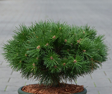 Сосна горная Бенджамин