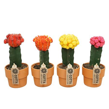 Gymnocalycium Mix Terra