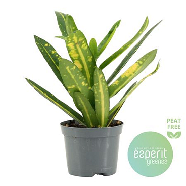 Codiaeum Sunny Star