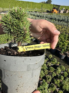 Сосна горная Джезек