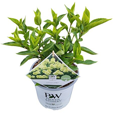 Hydrangea Pan Little Lime