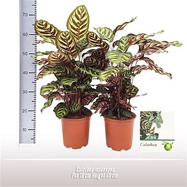 Calathea Makoyana