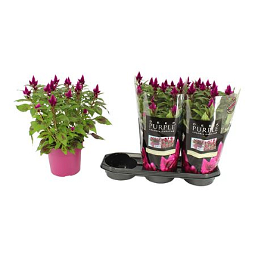 Celosia Deep Purple With Sleeve