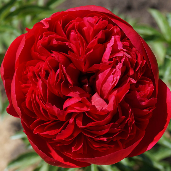 Пион травянистый Комманд Перфоманс в тубе