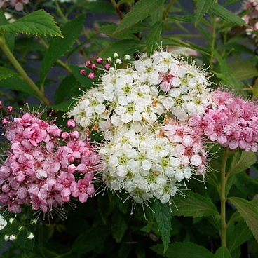 Спирея японская Широбана в тубе