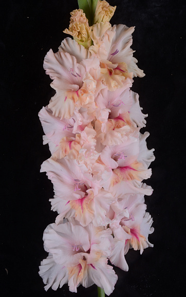 Гладиолус крупноцветковый Утренняя Нега