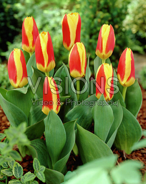 Тюльпан гибрид кауфмана Стреса