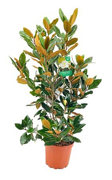 Magnolia Grandiflora Little Gem