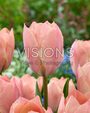 Тюльпан дарвинов гибрид Сальмон Ван Эйк