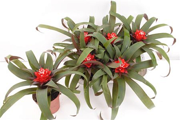 Guzmania Priscilla