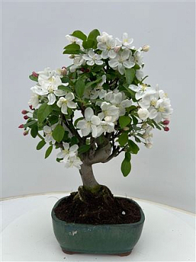 Bonsai Malus Domestica 21.