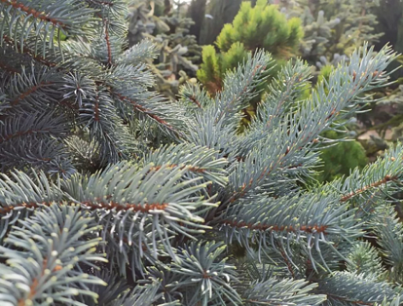 Ель колючая Супер Блю Сидлинг