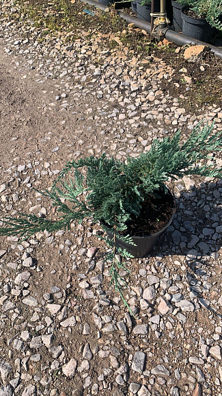 Можжевельник горизонтальный Блю Чип