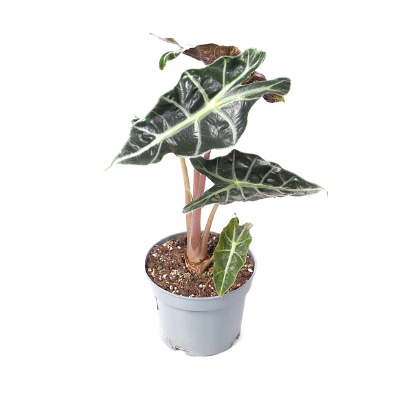 Алоказия Бамбино