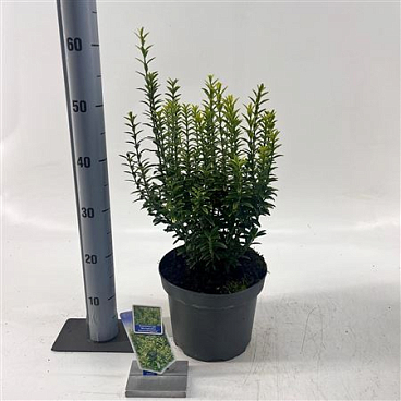 Euonymus Jap Micr Aureovariegatus