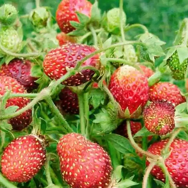 Земклуника Раиса