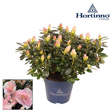 Azalea Hortinno Cherry Blossom
