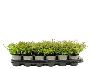 Thuja Occ Golden Tuffet