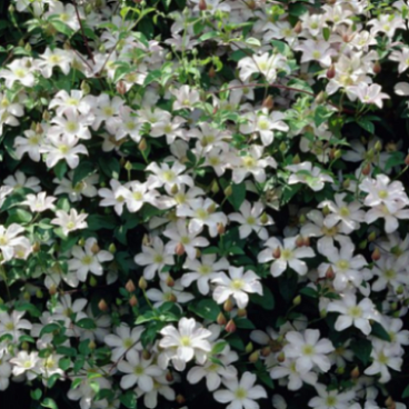 Клематис гибридный Хульдин