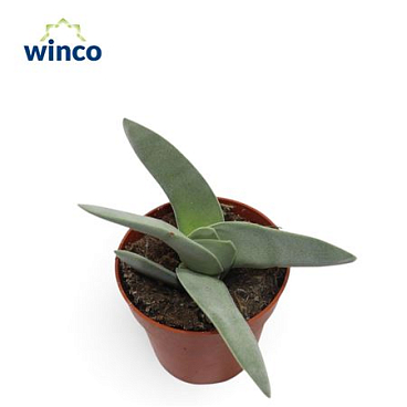 Crassula Cotyledonis