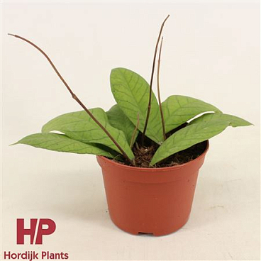 Hoya Sp. Sabah