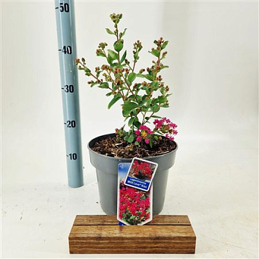 Lagerstroemia Indica With Love Kiss