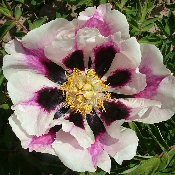 Пион рока Врата Храма в тубе