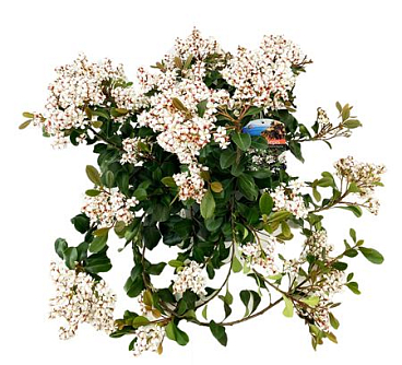Rhaphiolepis Umbellata