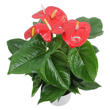 Anth An Aloha Red 5+