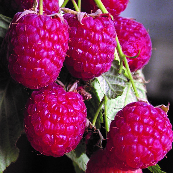 Малина садовая Новость Кузьмина в тубе