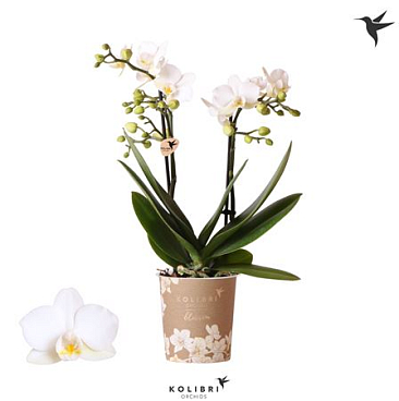 Phal 2st Blossom Zurich 30+ (ok)