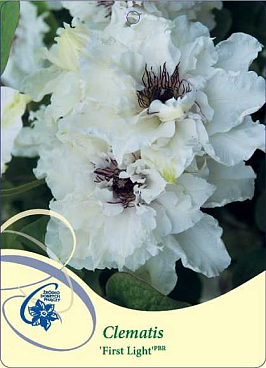 Клематис гибридный Фёрст Лайт