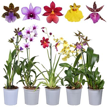 Orchid 1st Mix Compact Budget