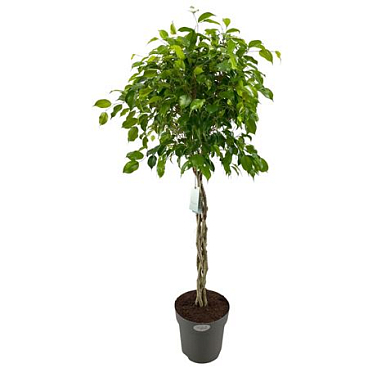 Ficus Be Exotica Twisted Stem