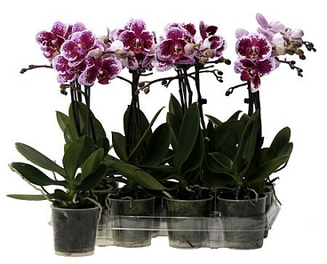 Phal Kolibri 1st Spotty No Label 10+ (ok)