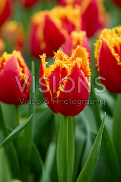 Тюльпан бахромчатый Фабио