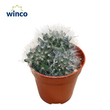 Mammillaria Bocasana