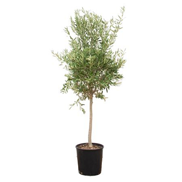 Olea Europaea Lorc M