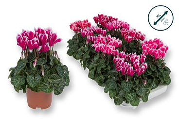 Cyclamen Fantasia Mix